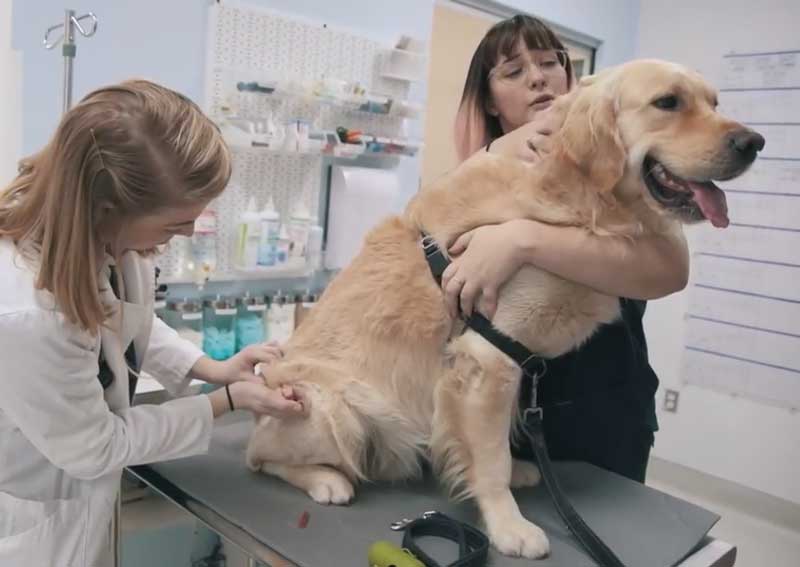 Carousel Slide 6: Dog wellness care