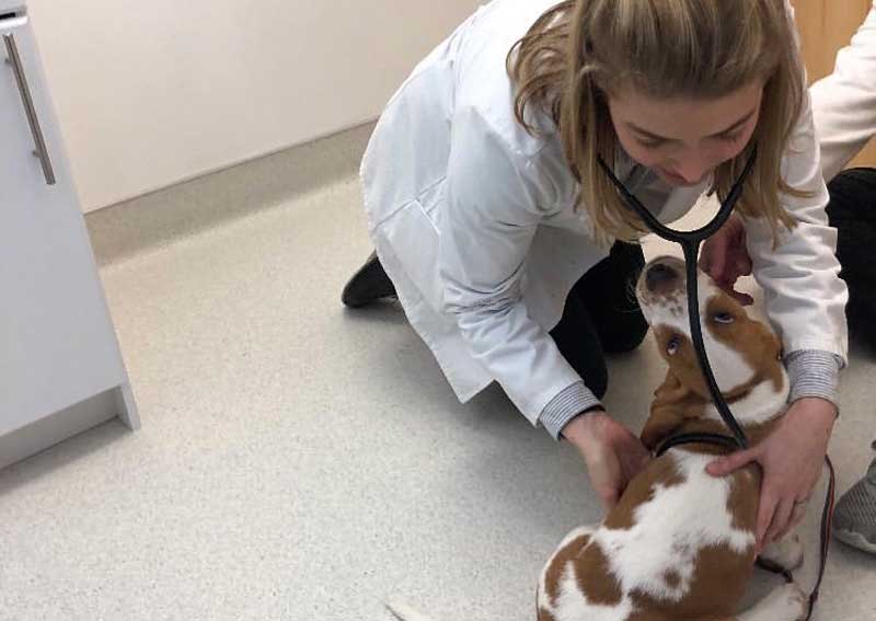 Carousel Slide 4: New puppy information